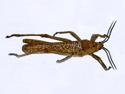 Pyrgomorphidae - Phymateus aegrotus.JPG