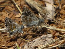 Pyrgus sidae & Pyrgus carthami.jpg