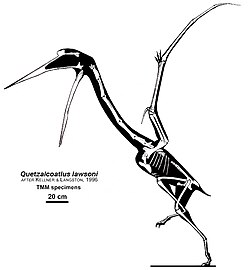 Quetzalcoatlus lawsoni Skeletal.jpg