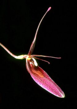 Restrepia brachypus Orchi 01.jpg