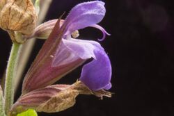 Salvia officinalis Closeup.jpg
