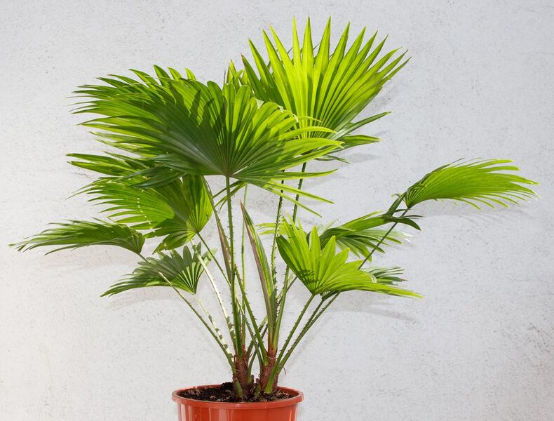 File:Saribus rotundifolius Livistona rotundifolia in the pot.jpg