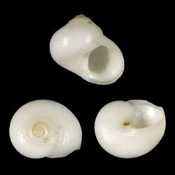 Seashell Homalopoma mactanense.jpg