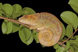Short-horned chameleon (Calumma brevicorne) female Andasibe.jpg