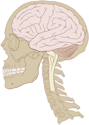 Skull and brain normal human.svg