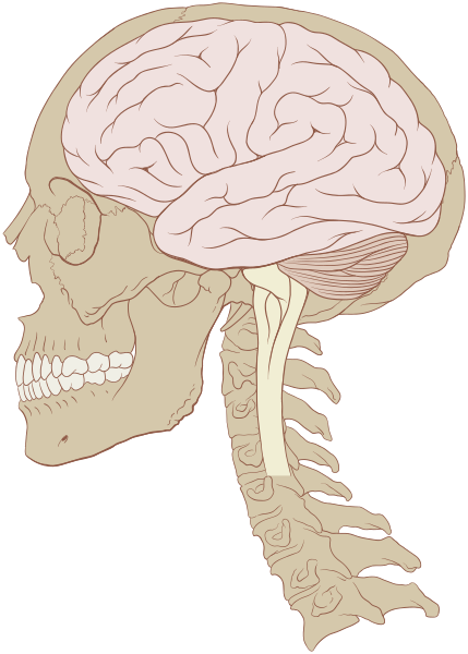 File:Skull and brain normal human.svg