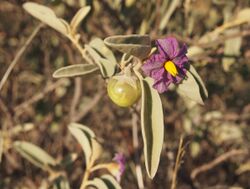 Solanum lithophilum flower and fruit.jpg
