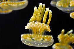 Spotted-jellyfish-af.jpg