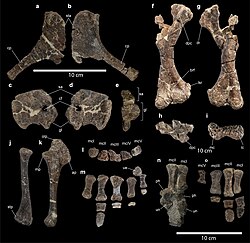 Sternal, pectoral girdle and forelimb bones of Stegouros elengassen.jpg