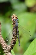 Sweetflag Spreadwing (Lestes forcipatus) - MacGregor Point Provincial Park.jpg