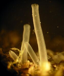 Taret (Lyrodus pedicellatus) siphons.JPG