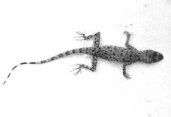 Tenuidactylus indusoani.jpg