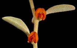 Tephrosia arenicola - Flickr - Kevin Thiele.jpg