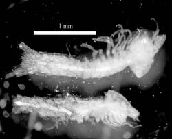 Tethysbaena ophelicola, sub-adults.jpg