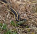 Thamnophis ordinoides 071616 A.jpg