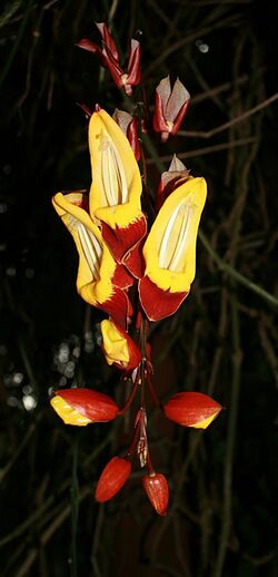 Thunbergia mysorensis Cairns.jpg