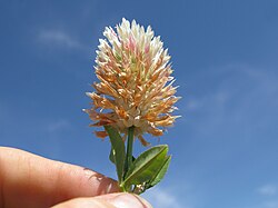 Trifolium vesiculosum flowerhead3 CWS (31668507190).jpg