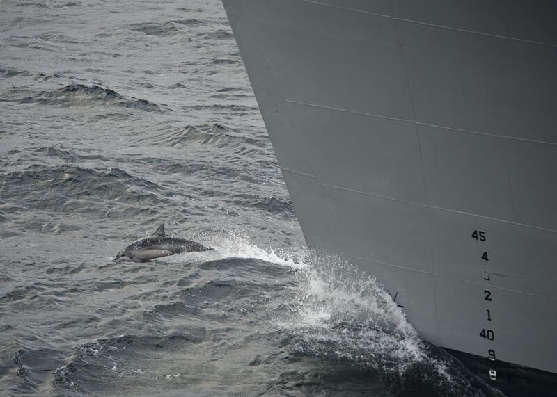 File:US Navy 111213-N-FI736-070 A dolphin swims in front of the bow of the Military Sealift Command fast combat support ship USNS Supply (T-AOE 6).jpg