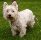 West Highland White Terrier.JPG
