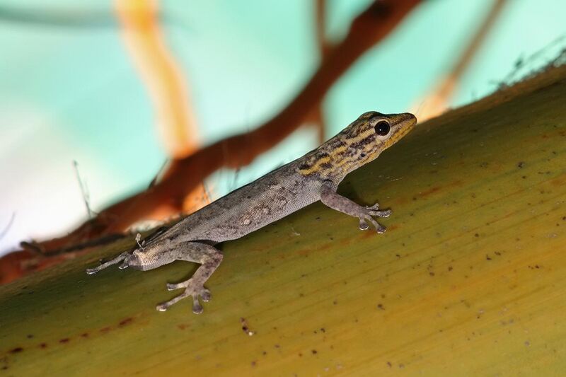 File:White-headed dwarf gecko.jpg