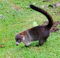 White nosed Coati.jpg