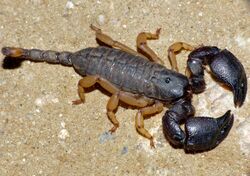 Yellow-legged Tree Scorpion (Opisthacanthus asper) (11966993293).jpg