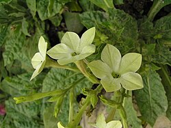 煙草花 Nicotiana x sanderae -香港房委樂富花展 Lok Fu Flower Show, Hong Kong- (9216116404).jpg