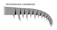 20191221 Radiodonta frontal appendage Anomalocaris canadensis.png