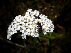 Small white flowers with a red-striped black bug sitting on top