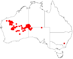 Acacia pachyacraDistMap666.png