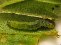 Acleris schalleriana caterpillar.jpg