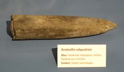 Acroteuthis subquadrata - Naturhistorisches Museum, Braunschweig, Germany - DSC05160.JPG