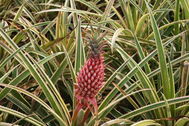 File:Ananas bracteatus, Dole Pineapple Plantation, Oahu, Hawaii, USA2.jpg