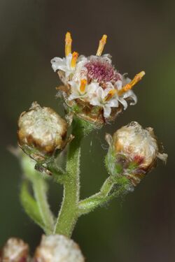Antennaria racemosa 4844f.JPG