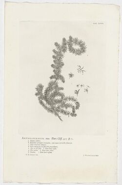 Anthospermum aethiopicum Anthospermum mas. Hort. Cliff. 455 sp. 1 (titel op object), RP-P-OB-61.478.jpg