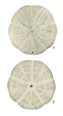 Arachnoides tenuis Plate 27 (Clark, 1938) (cropped).jpg