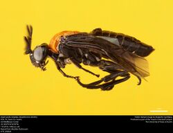 Argid sawfly (Argidae, Neoptilia tora (Smith)) (36928902765).jpg