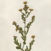 S. × woldenii: Aster woldenii (Symphyotrichum × woldenii) isotype, Emmet County, Iowa, 6 September 1924.