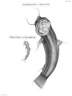 Astroblepus-Pimelodes-Humboldt-Zoologie-T07p078.png