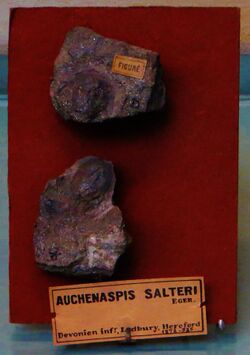 Auchenaspis salteri.JPG