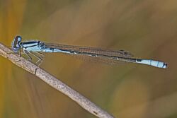 Azure Bluet - Enallagma aspersum - Patuxent National Wildlife Refuge, Md. - 5924981922.jpg