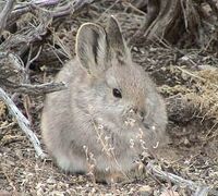 A small, round, dust-coloured rabbit with upright, close-set ears sat on the ground amidst dead branches.
