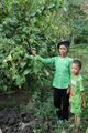 Bo Khai (Erythropalum scandens) growing near rural homestead.JPG