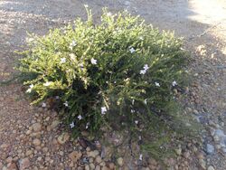 Boronia oxyantha habit.jpg