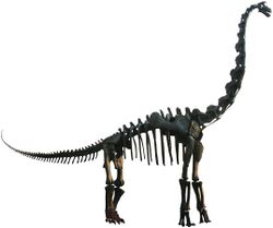 Brachiosaurus mount.jpg