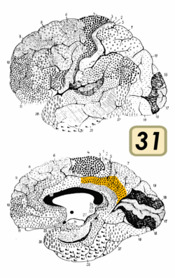 Brodmann Cytoarchitectonics 31.png