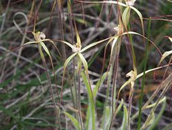 Caladenia fluvialis.jpg