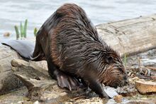 North American Beaver on a river bank