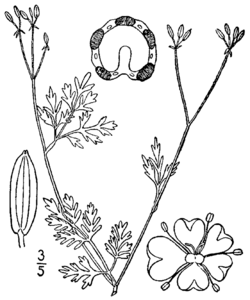 Chaerophyllum procumbens BB-1913.png