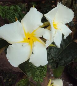 Chonemorpha fragrans - Franginpani vine flowers1.jpg